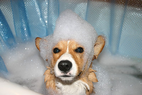Dog in tub